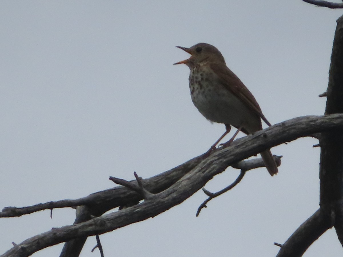 Hermit Thrush - ML638789617