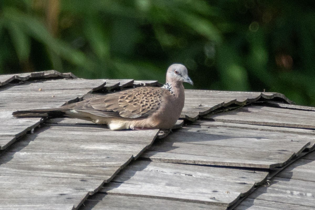 Spotted Dove - ML638789621