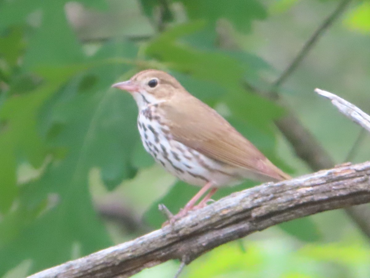 Ovenbird - ML638789633