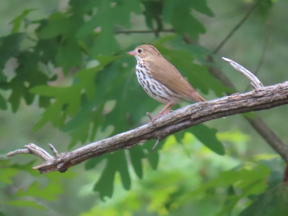 Ovenbird - ML638789634