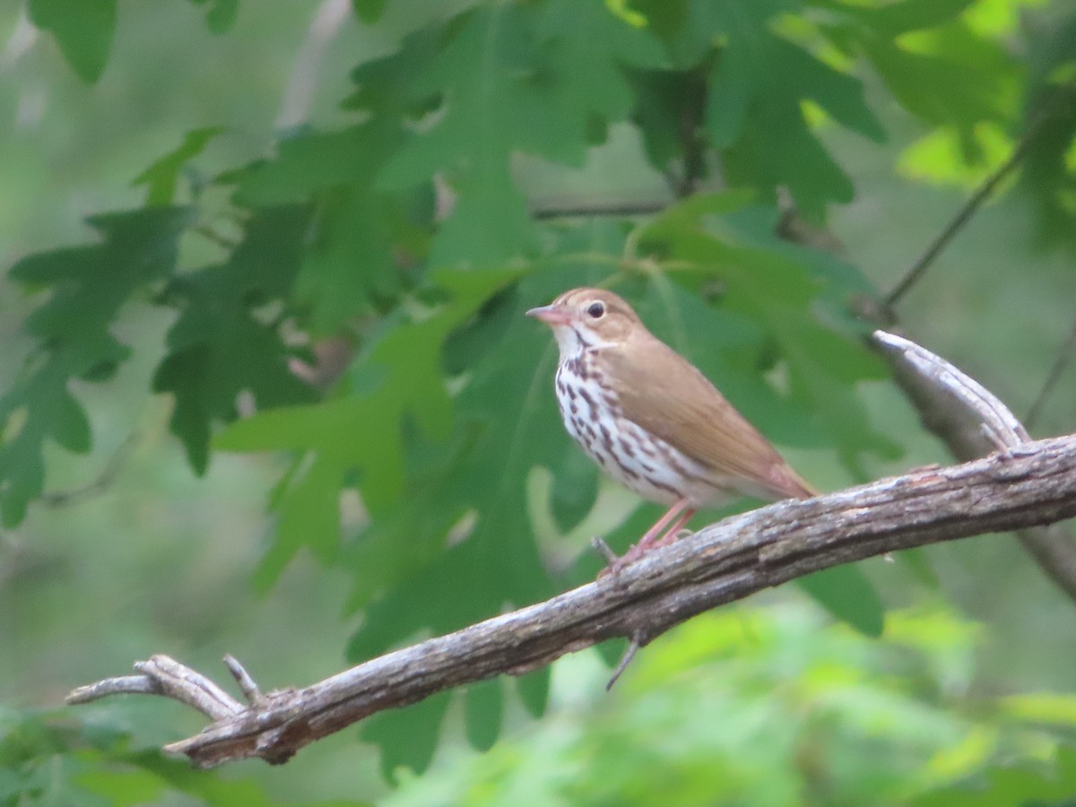 Ovenbird - ML638789635