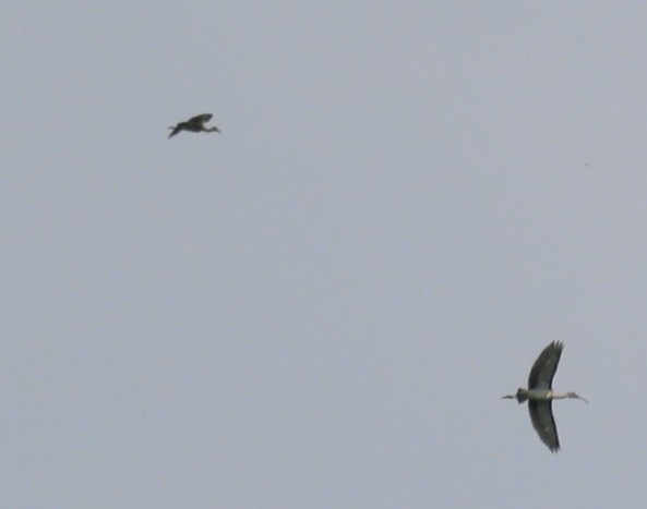 White Ibis - ML638789636