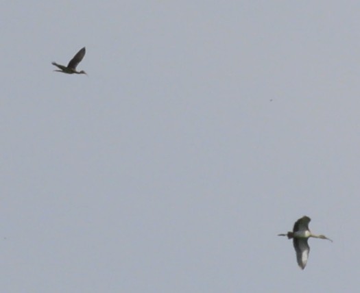 White Ibis - ML638789639