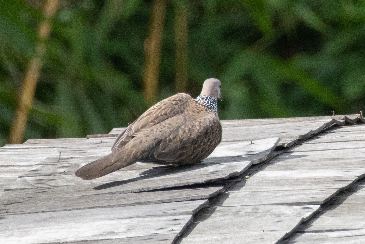 Spotted Dove - ML638789657