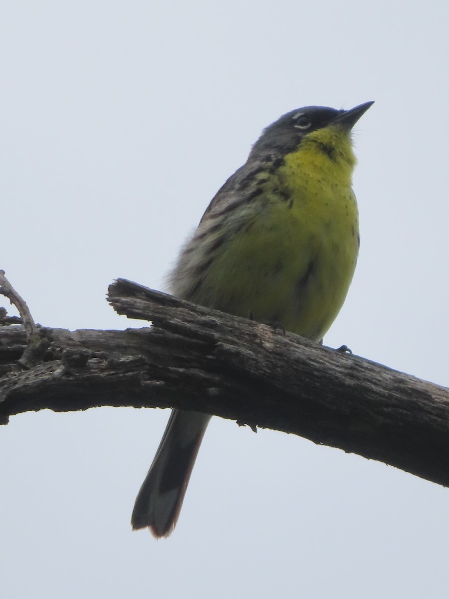 Kirtland's Warbler - ML638789662