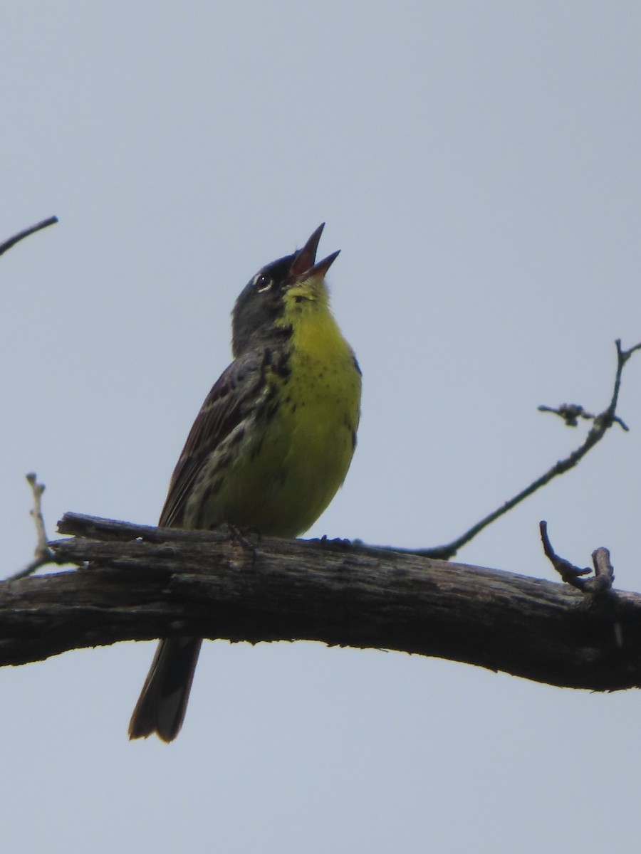 Kirtland's Warbler - ML638789663