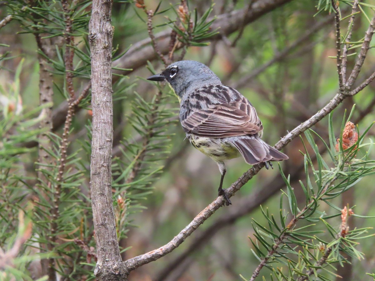 Kirtland's Warbler - ML638789664