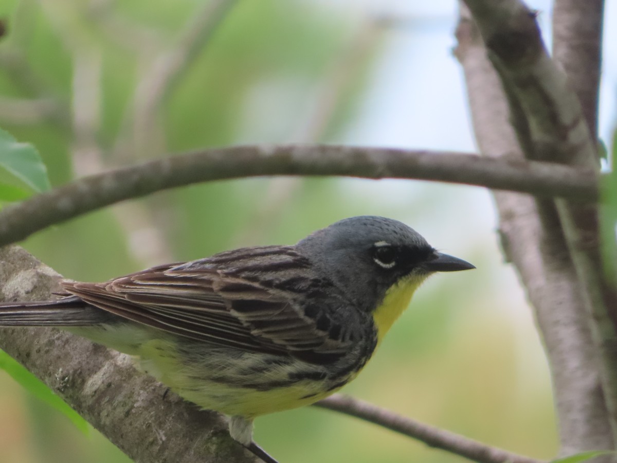 Kirtland's Warbler - ML638789665