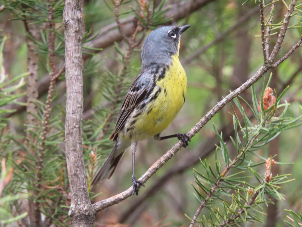 Kirtland's Warbler - ML638789666