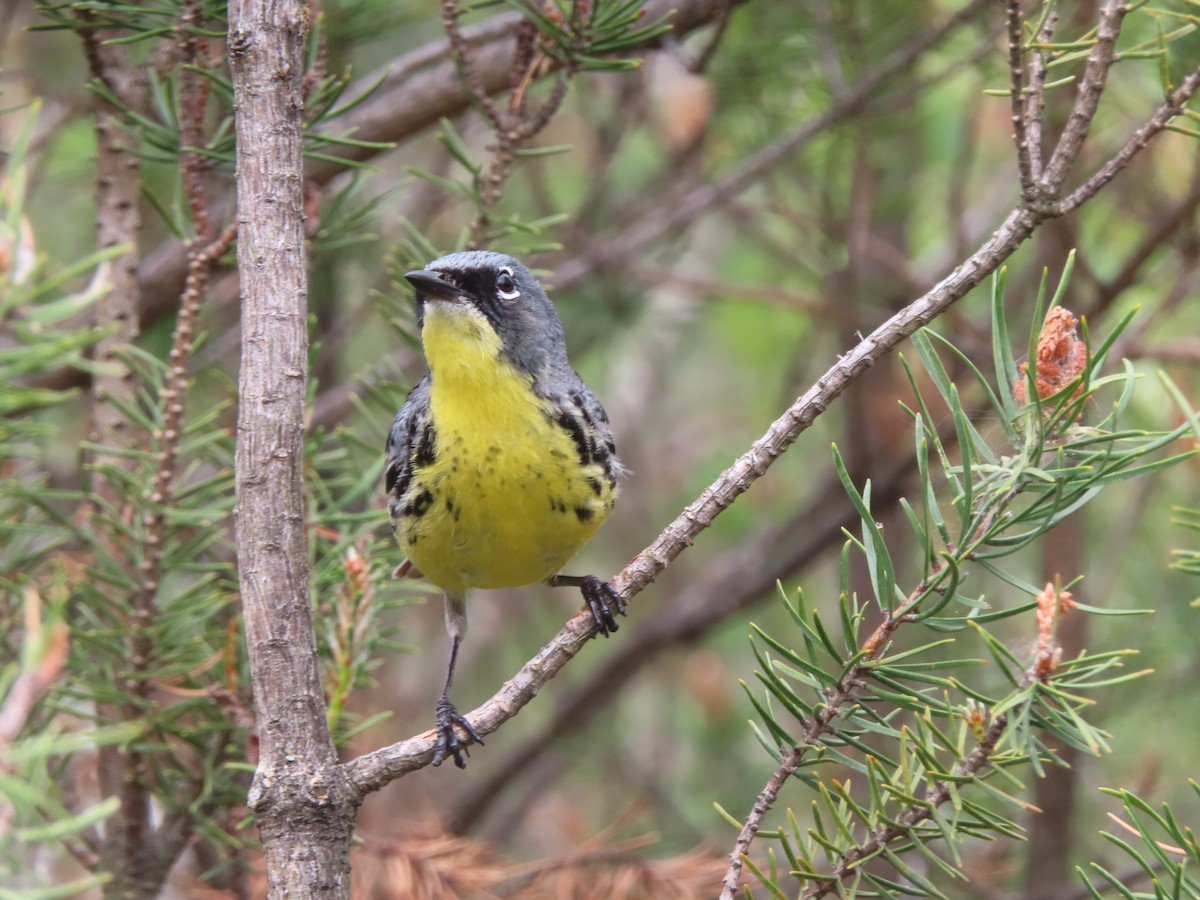 Kirtland's Warbler - ML638789667