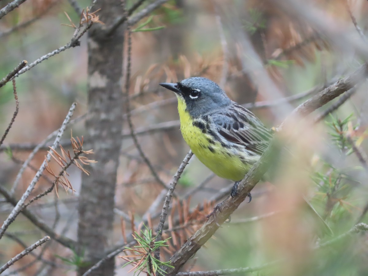 Kirtland's Warbler - ML638789669