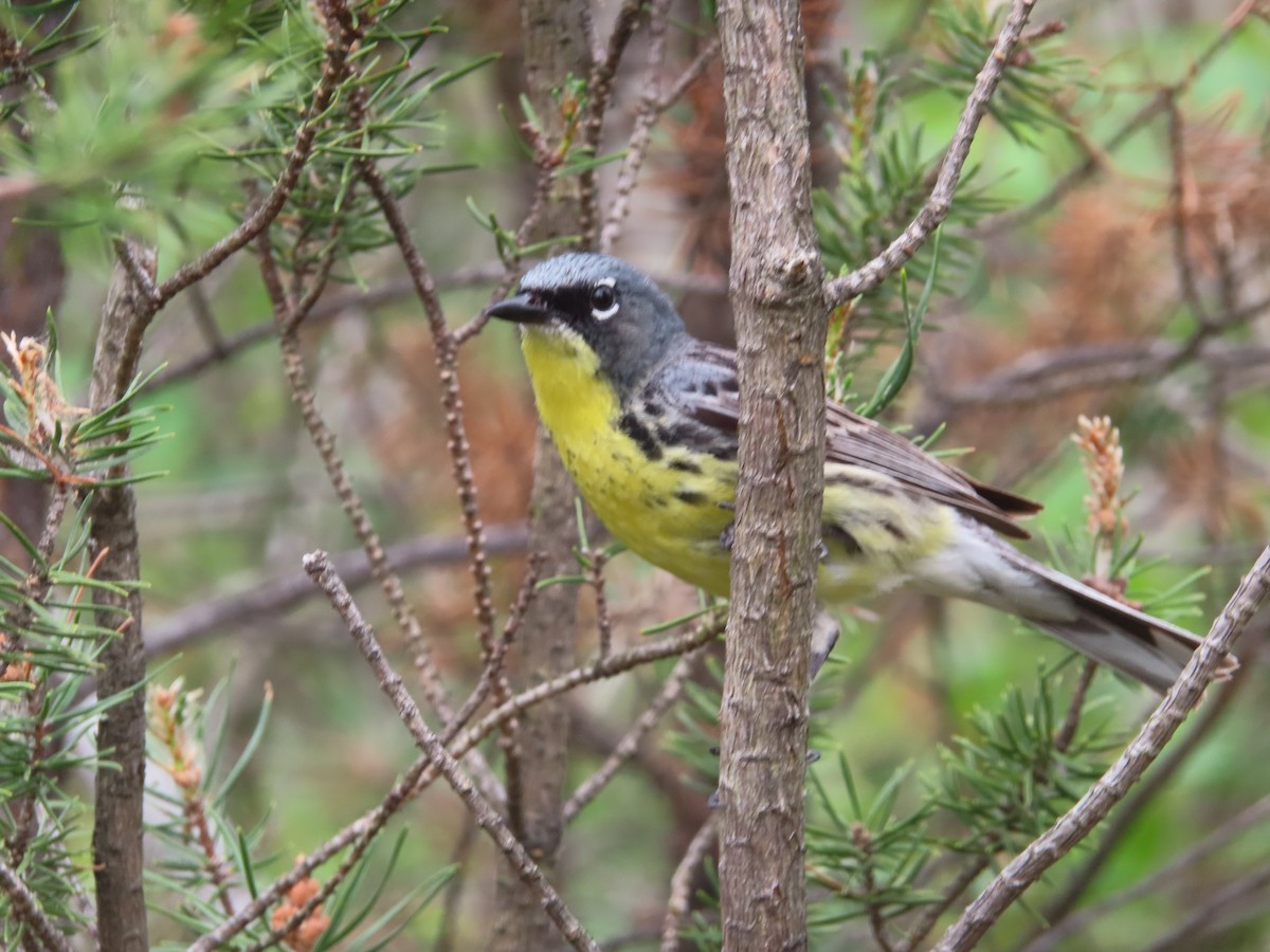 Kirtland's Warbler - ML638789670