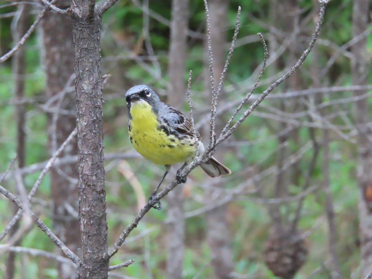 Kirtland's Warbler - ML638789671