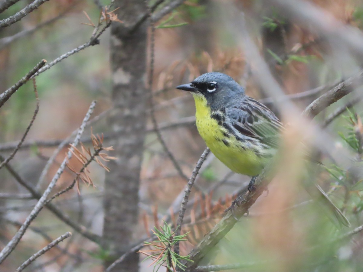 Kirtland's Warbler - ML638789672