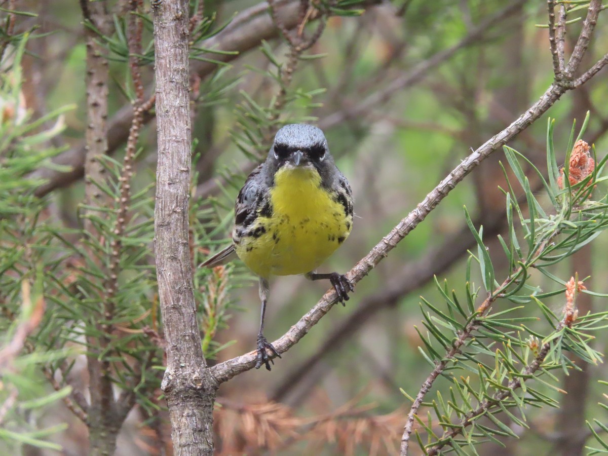 Kirtland's Warbler - ML638789674