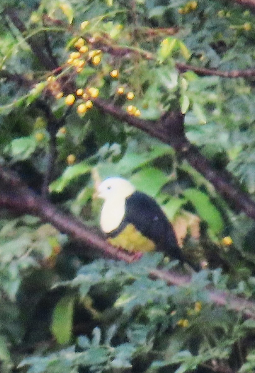 Black-backed Fruit-Dove - ML638789694