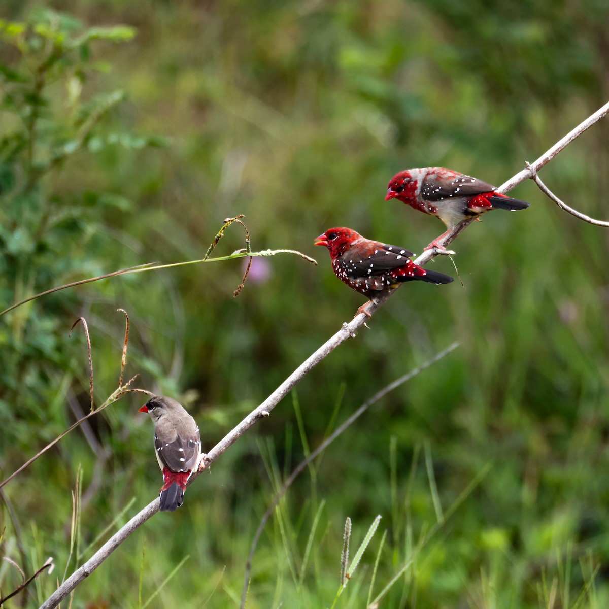 Bengali rouge - ML638789733
