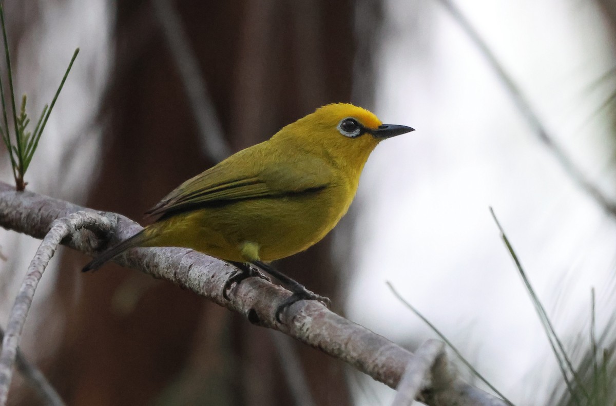 Pemba White-eye - ML638789750