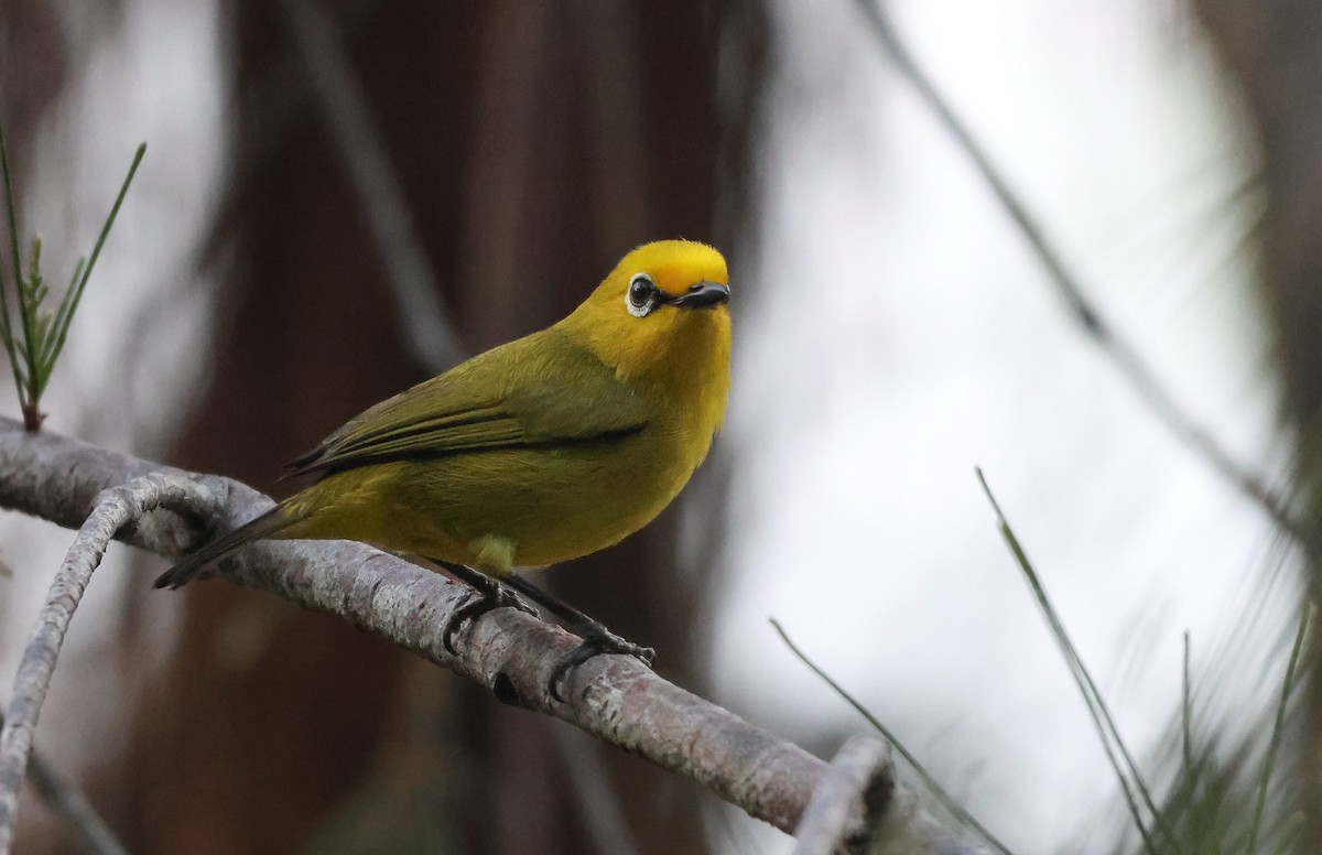 Pemba White-eye - ML638789751