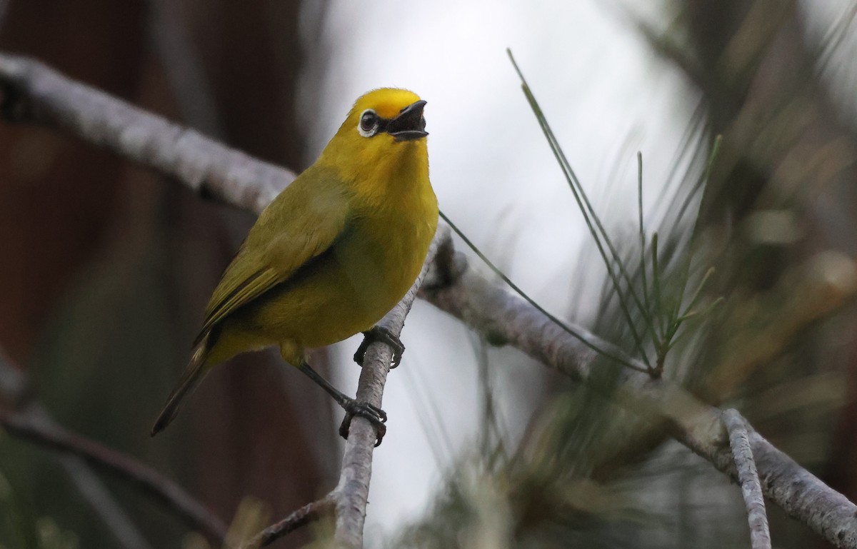 Pemba White-eye - ML638789752