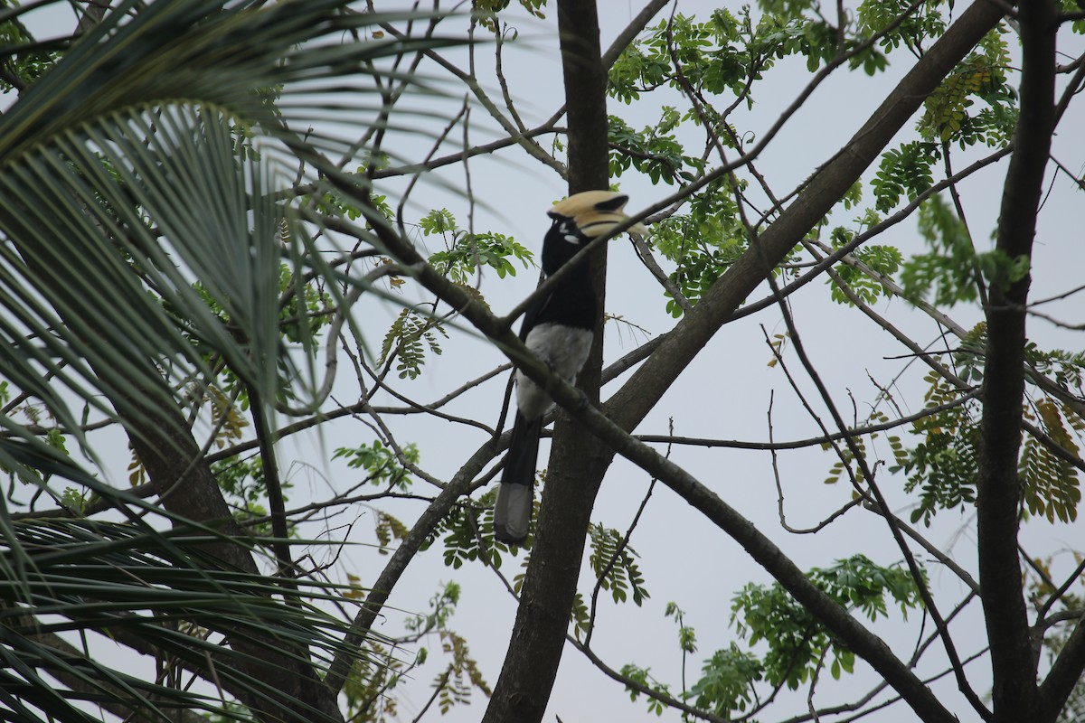 Oriental Pied-Hornbill - ML638789771