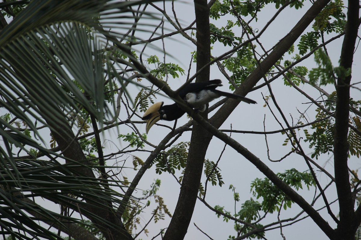 Oriental Pied-Hornbill - ML638789774