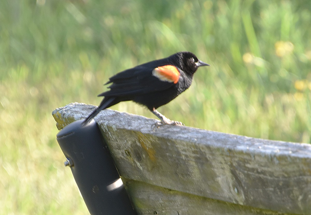 Red-winged Blackbird - ML638789783