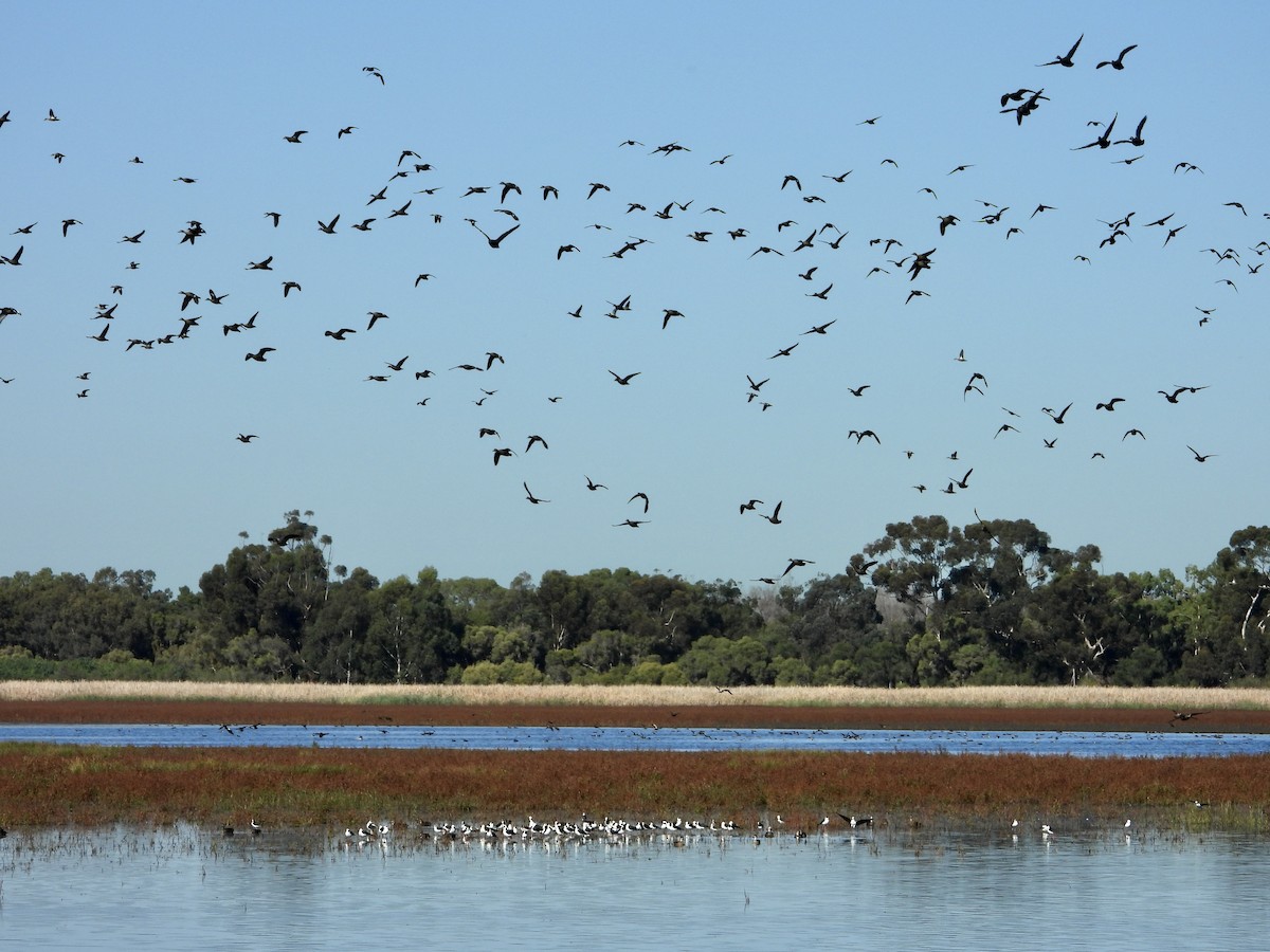 Cigüeñuela Australiana - ML638789795