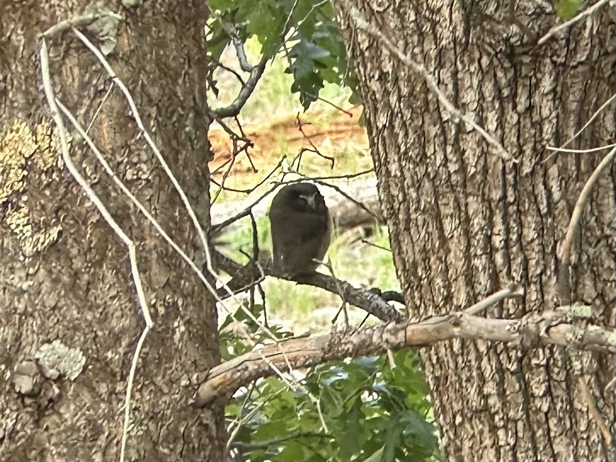 Northern Saw-whet Owl - ML638789820