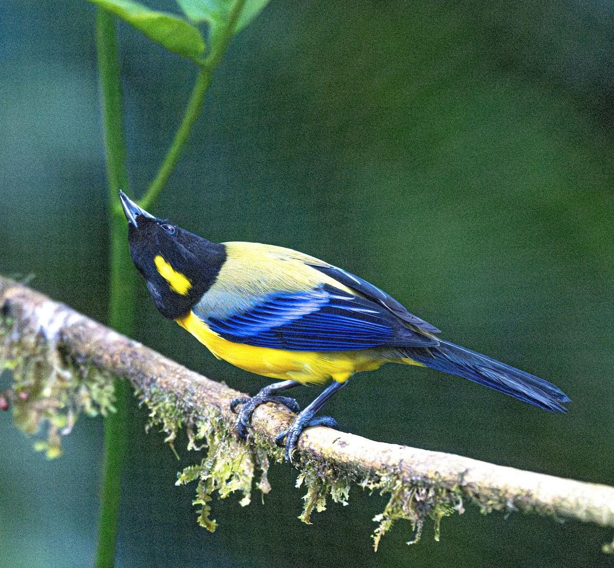 Black-chinned Mountain Tanager - ML638789823
