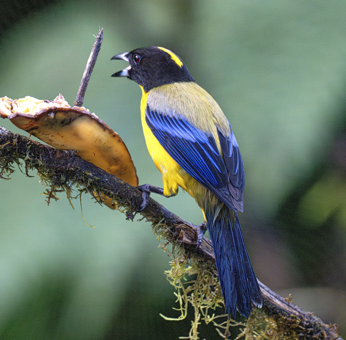 Black-chinned Mountain Tanager - ML638789824