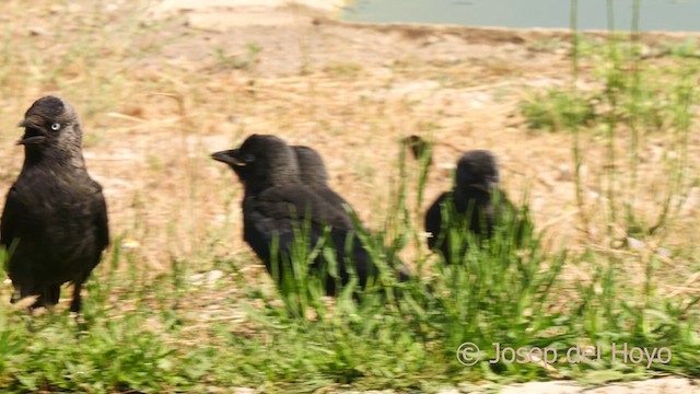 Eurasian Jackdaw - ML638789844