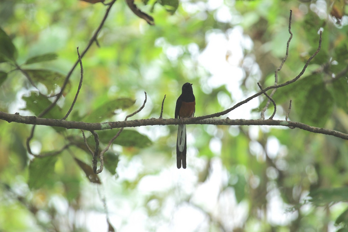 White-rumped Shama - ML638789859