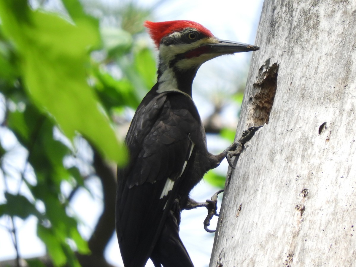 Pileated Woodpecker - ML638789914