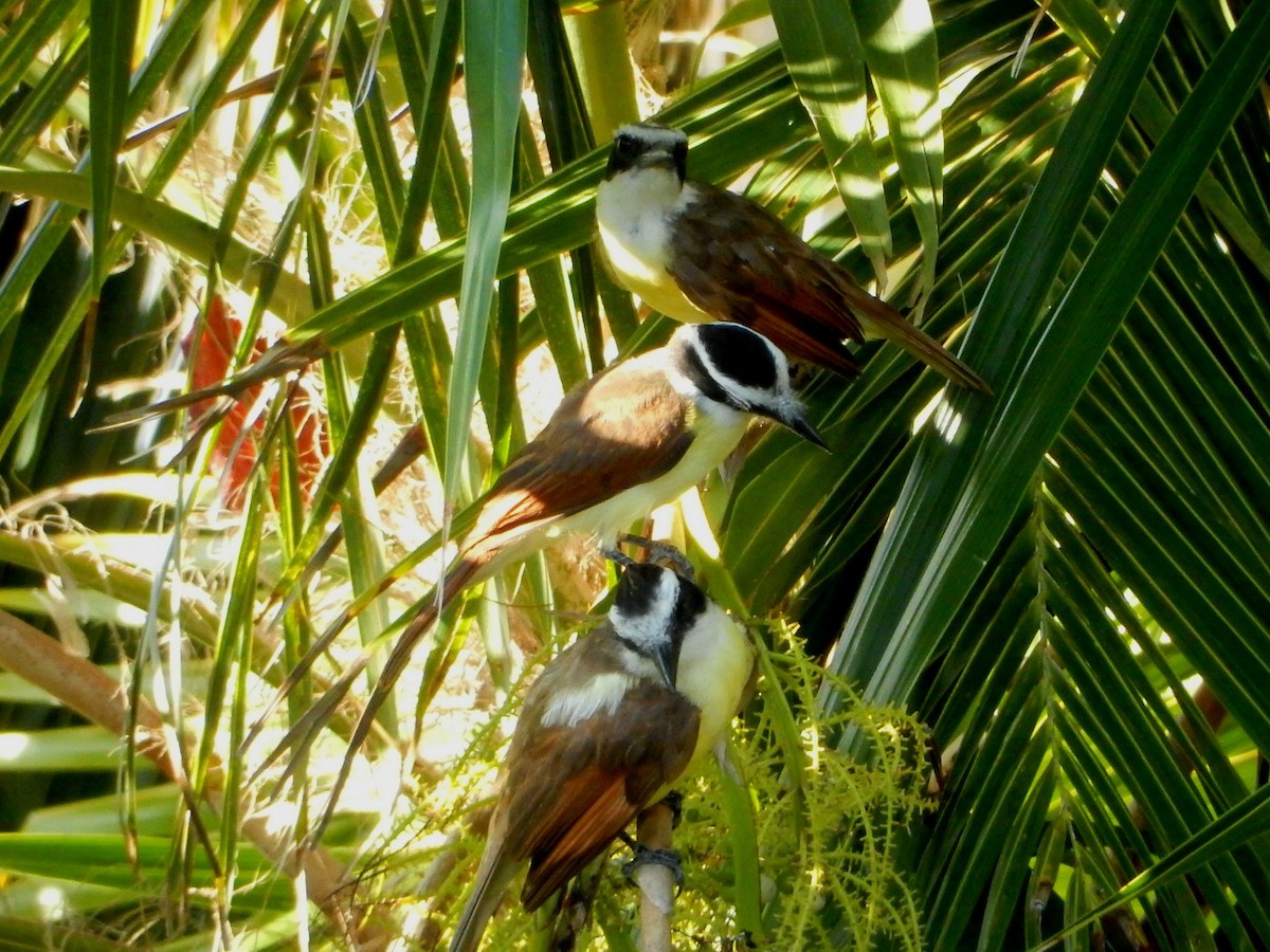 Great Kiskadee - ML638789922