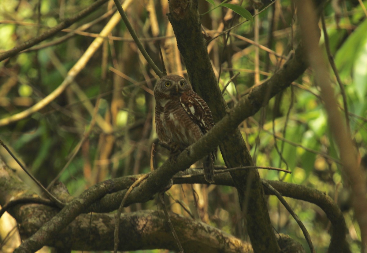 Asian Barred Owlet - ML638789934