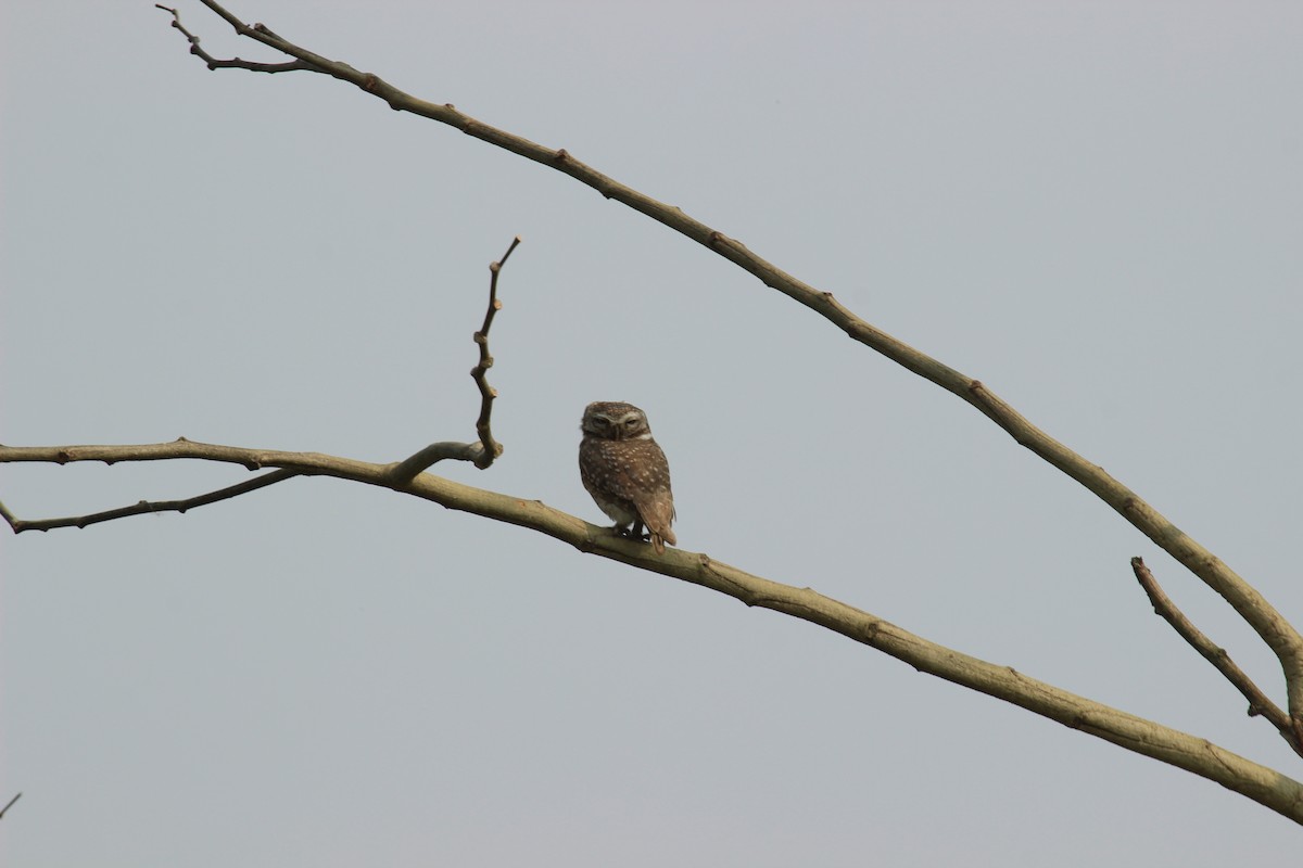 Spotted Owlet - ML638789949