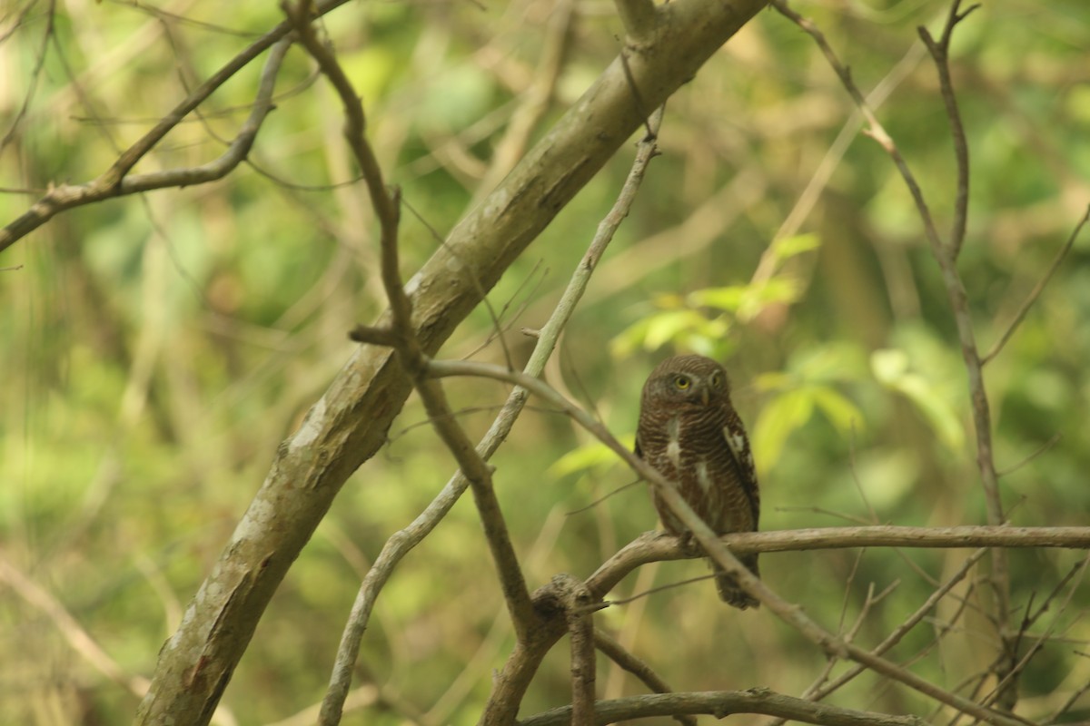 Asian Barred Owlet - ML638789995