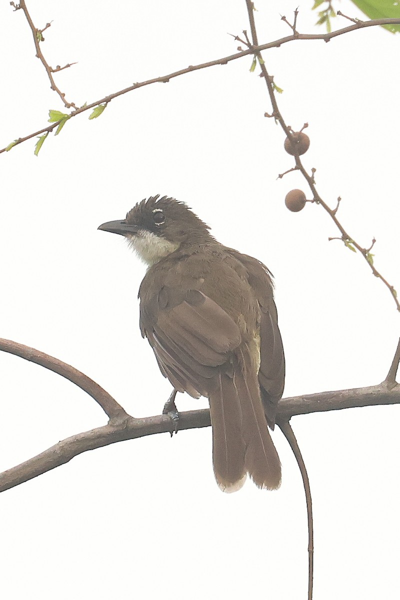 Simple Greenbul - ML638789997
