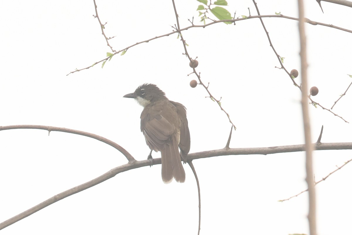 Simple Greenbul - ML638789998