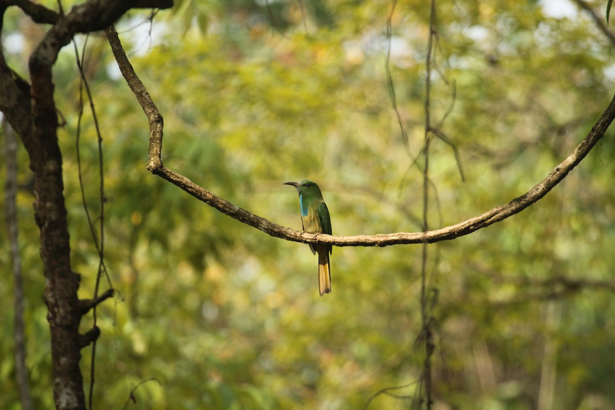 Blue-bearded Bee-eater - ML638790007
