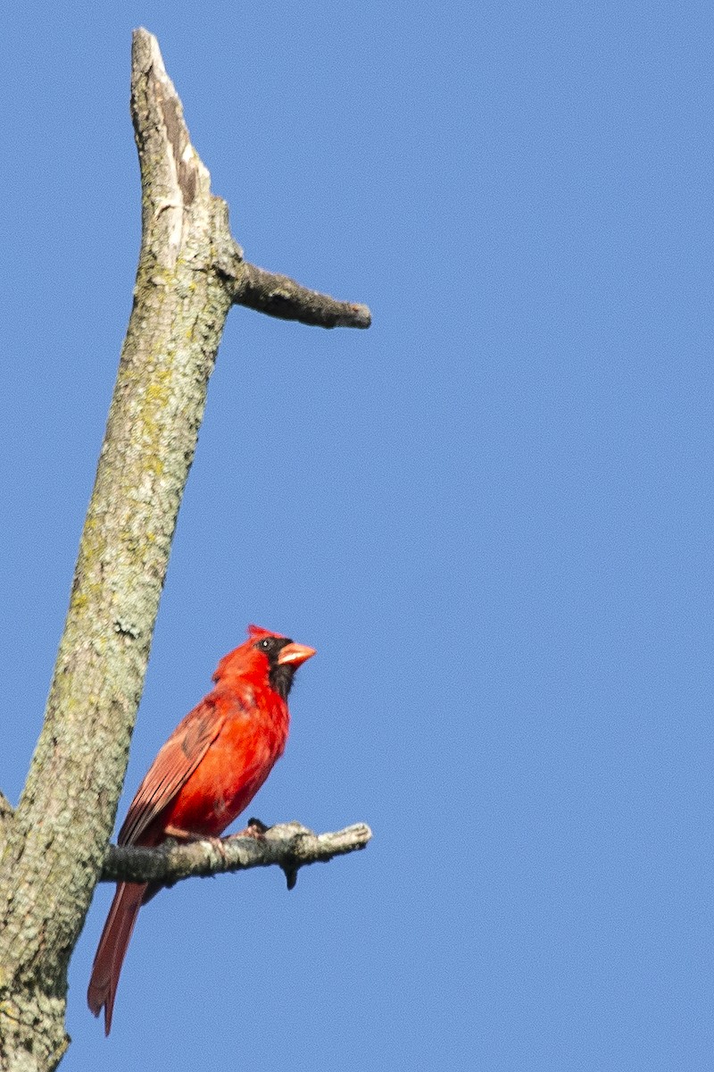 Northern Cardinal - ML638790009