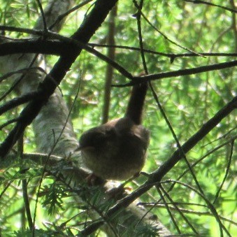 Winter Wren - ML638790013