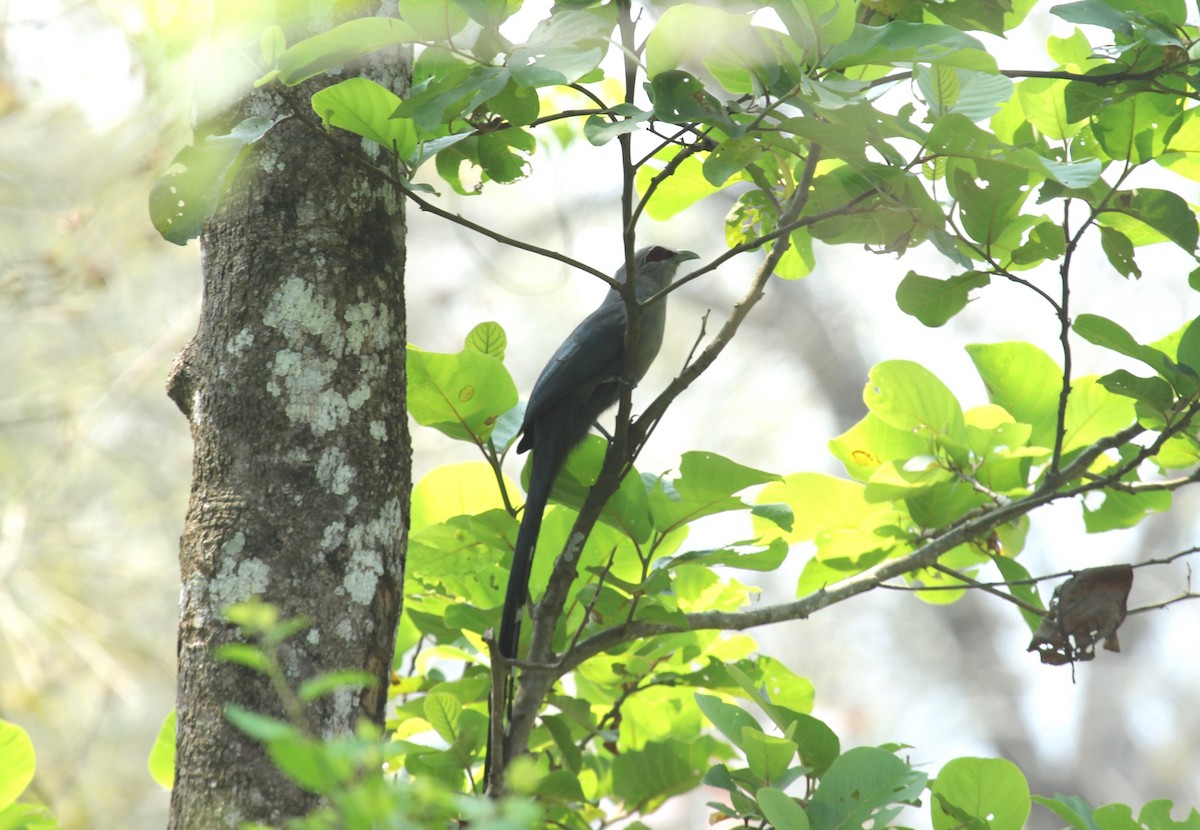 Green-billed Malkoha - ML638790050