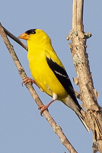 American Goldfinch - ML638790057