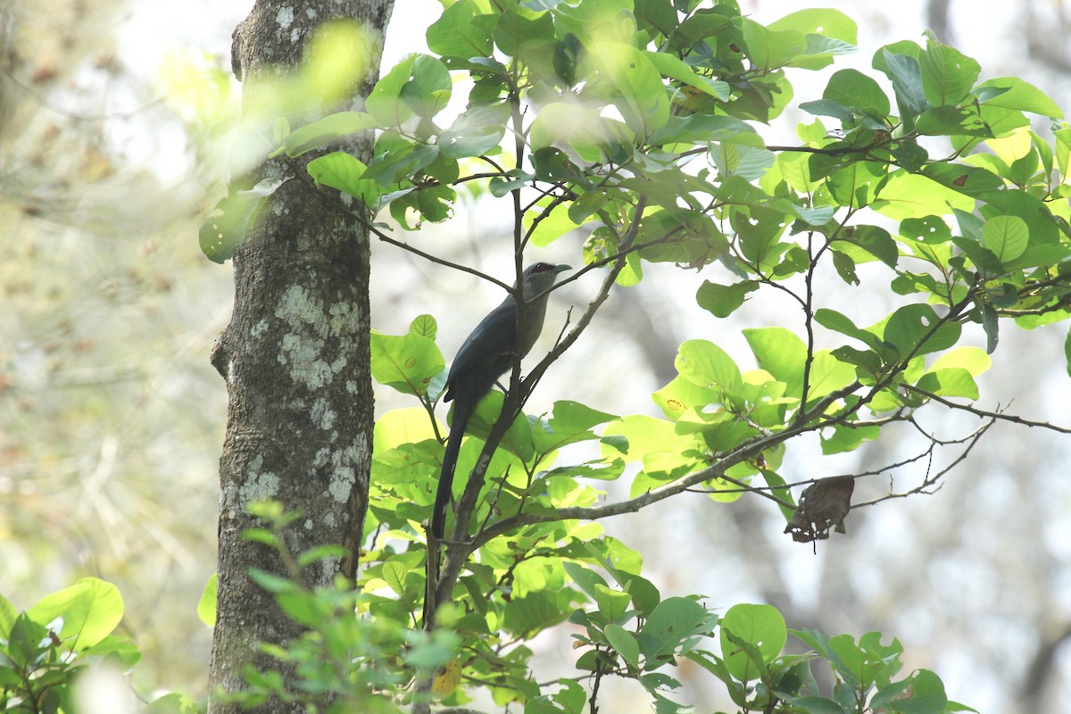 Green-billed Malkoha - ML638790059