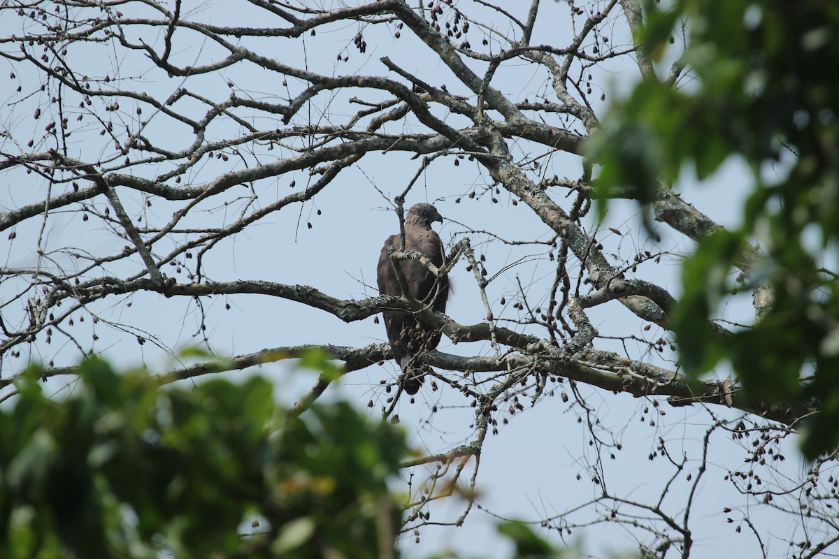 Gray-headed Fish-Eagle - ML638790077