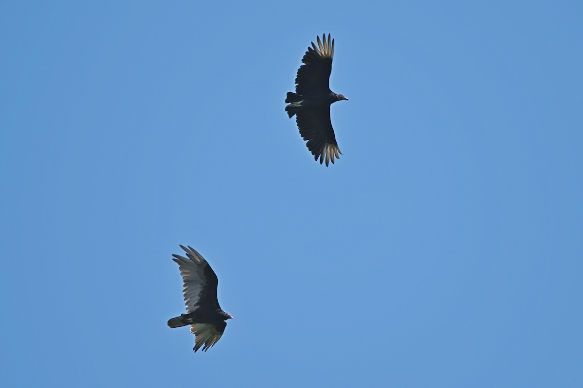 Black Vulture - ML638790081