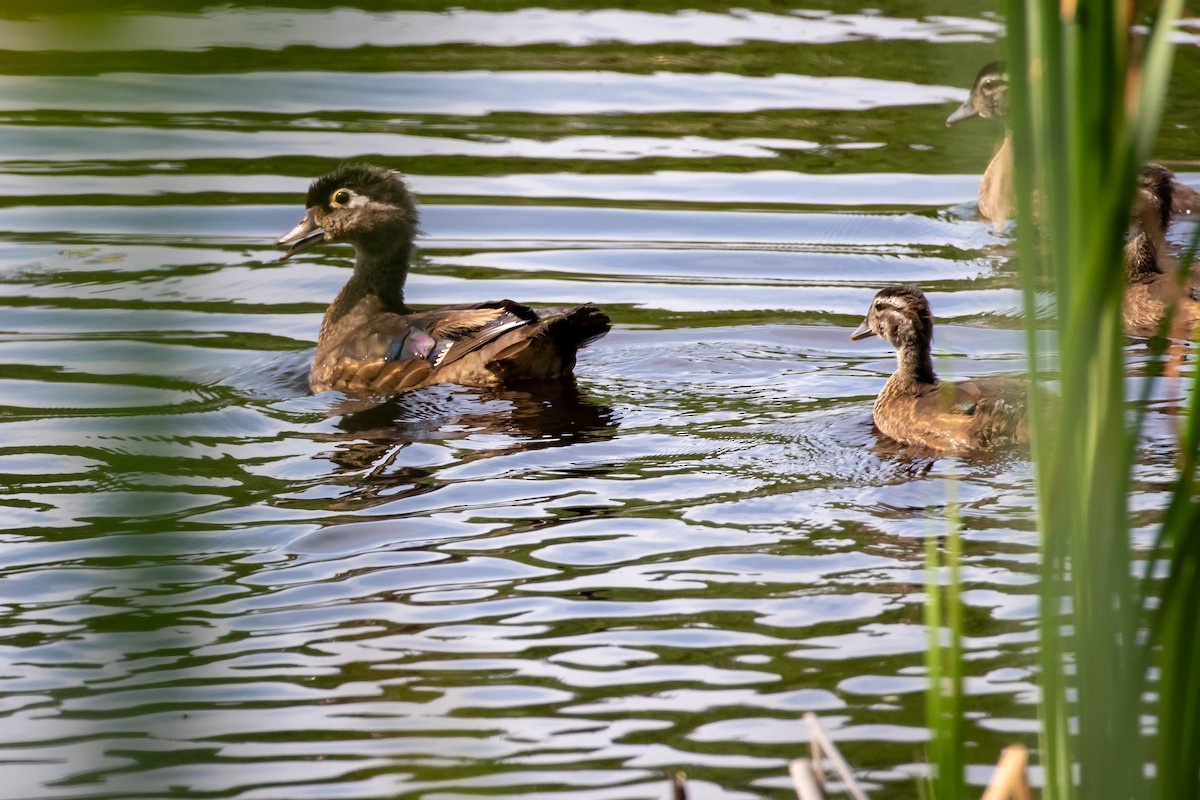 kachnička karolínská - ML638790085