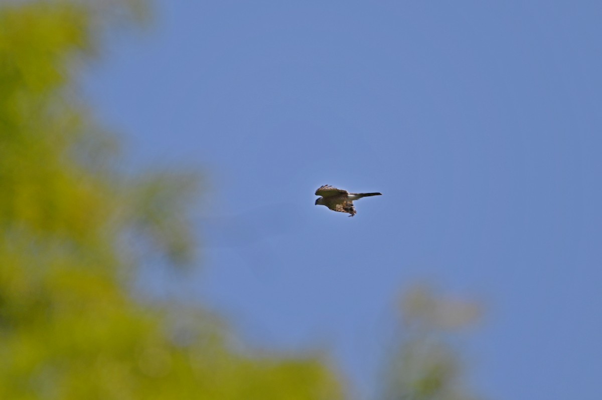 Cooper's Hawk - ML638790088
